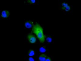 GPI Antibody (clone OTI5G9)