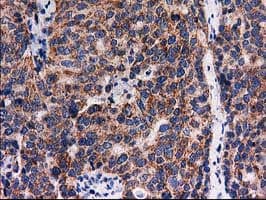 FAM127C Antibody (clone OTI1A6)