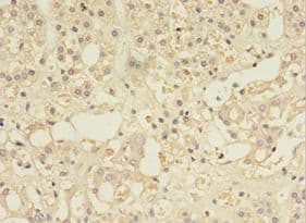 MYCBP Antibody (aa2-103)
