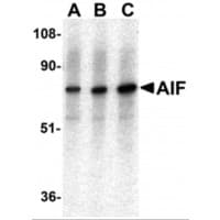 IHC-plus™ AIFM1 / AIF / PDCD8 Antibody