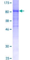Human CRY1 Protein (Recombinant GST)
