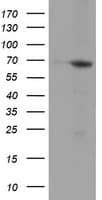 NMT2 Antibody (clone OTI2A5)
