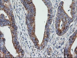 PTGES2 Antibody (clone OTI2C3)
