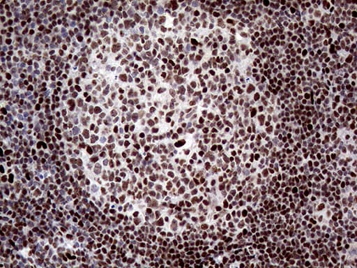 ANP32C Antibody (clone OTI10A10, Carrier-free)