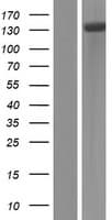 ATP13A2 Protein (Over-Expression Lysate Myc-DDK (Flag))