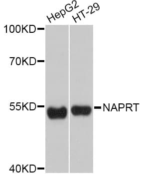 NAPRT Antibody