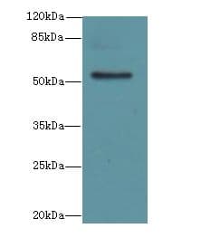 PLEKHS1 / C10orf81 Antibody