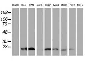 XTP4 / C17orf37 Antibody (clone OTI2D2)