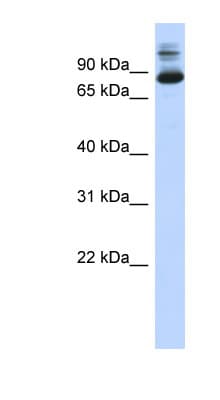 Polyclonal Rabbit anti-Human SIX4 Antibody (N-Terminus, WB)