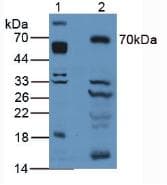 ALCAM / CD166 Antibody (aa28-527, Biotin)