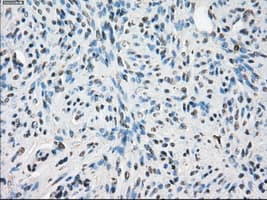 LTA4H / LTA4 Antibody (clone OTI3C11)