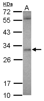ASB12 Antibody