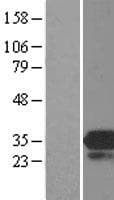 MOB4 / PHOCN Protein (Over-Expression Lysate Myc-DDK (Flag))