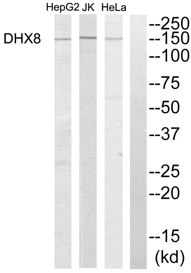 DHX8 Antibody