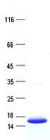 Human BSPH1 Protein (Recombinant His, N-Terminal)