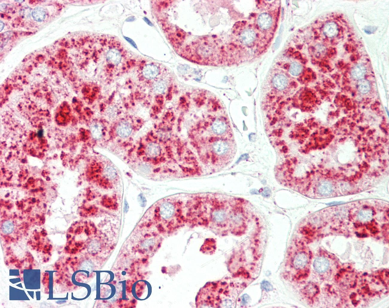 IHC-plus™ LAMP1 / CD107a Antibody (clone H4A3, Azide-free)