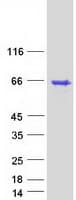 Human AVEN / PDCD12 Protein (Recombinant Myc-DDK (Flag))