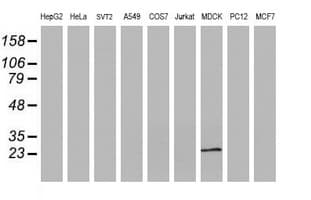 RBPMS / Hermes Antibody (clone OTI4H6)