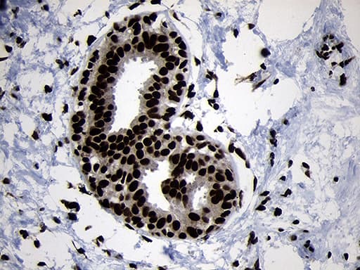 HOXC4 Antibody (clone OTI2D5, Carrier-free)