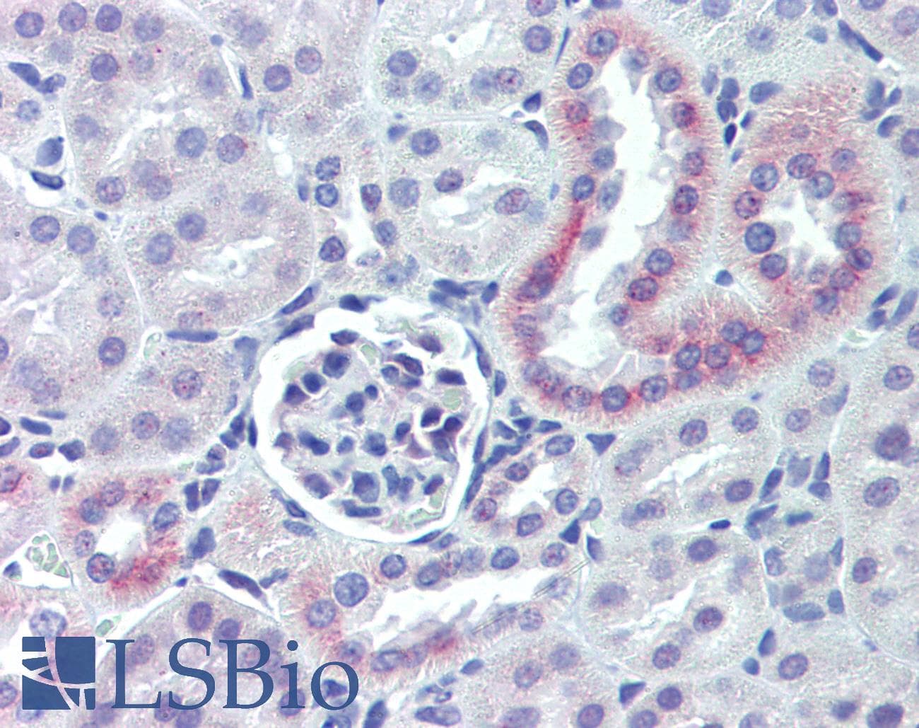 IHC-plus™ NES / Nestin Antibody