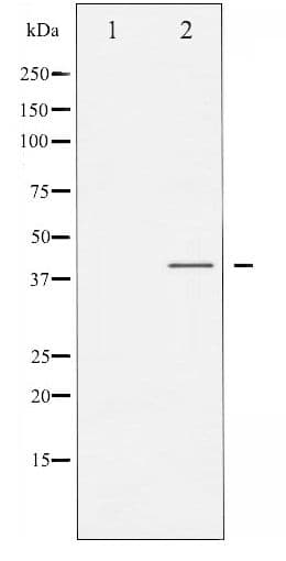 MAPK14 / p38 Antibody (phospho-Tyr182)