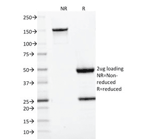 CD22 Antibody (clone BLCAM/1795, Azide-free, BSA-free)