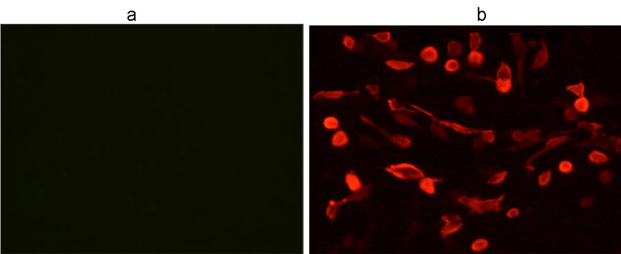 V5 Tag Antibody (HiLyte Fluor 555)