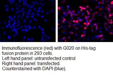 His Tag Antibody (clone HIS.H8)
