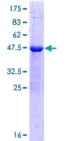 Human ZSCAN2 Protein (Recombinant GST)