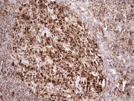 SHMT / SHMT2 Antibody (clone OTI3E9)