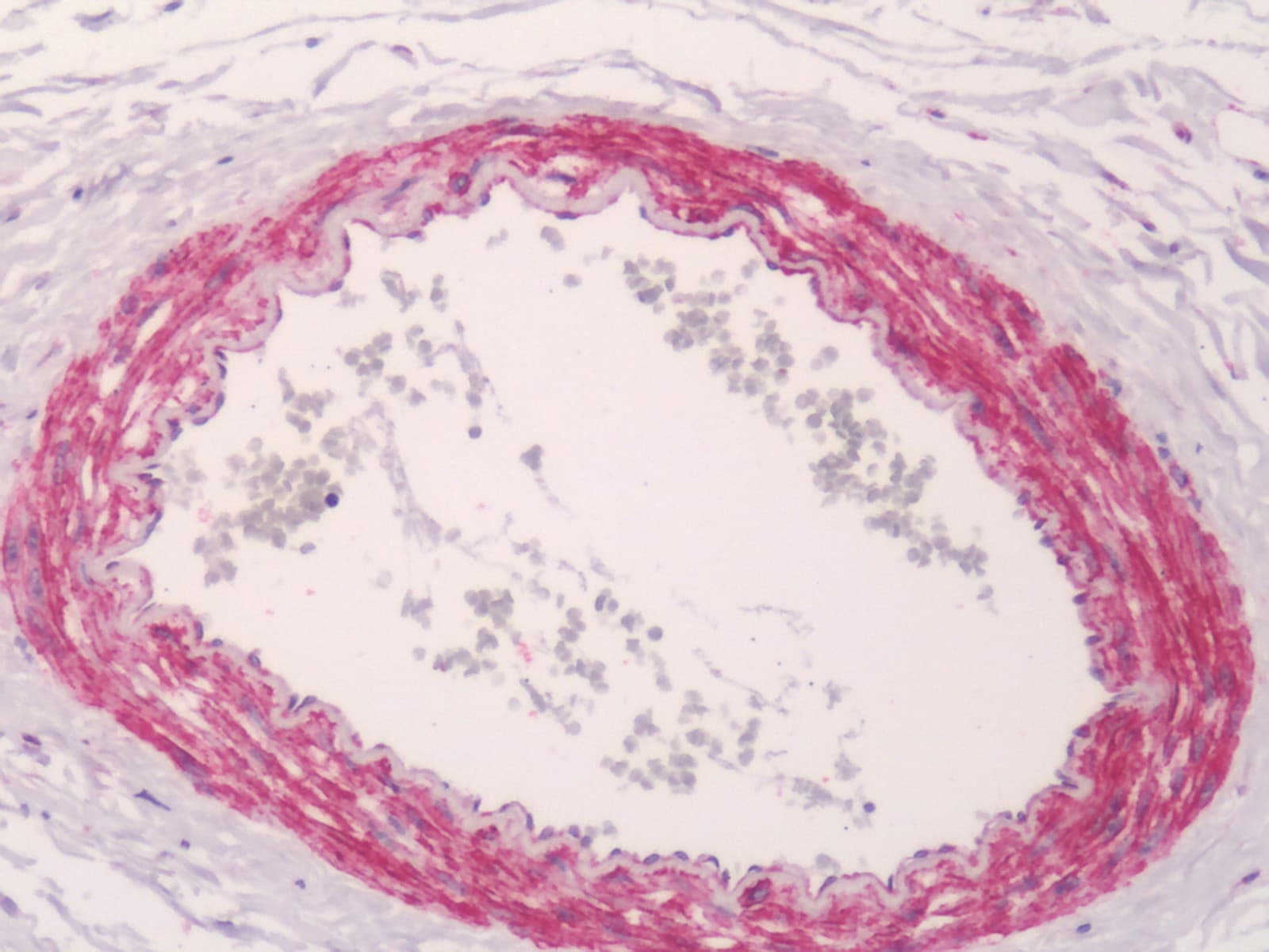 IHC-plus™ KCNMB4 Antibody (aa86-140)