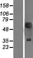PAX2 Protein (Over-Expression Lysate Myc-DDK (Flag))