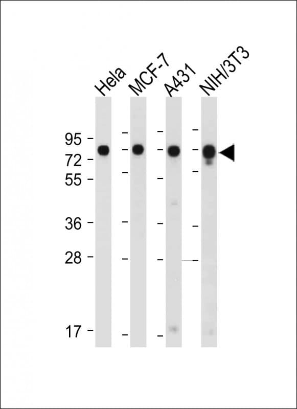 CDC25A Antibody