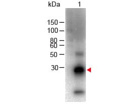 Polyclonal Goat Anti-Rabbit IgG Fc Secondary Antibody (Biotin, IHC, WB)