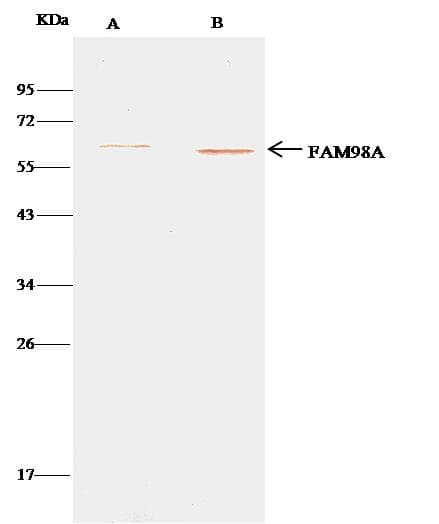 FAM98A Antibody (Preservative Free)