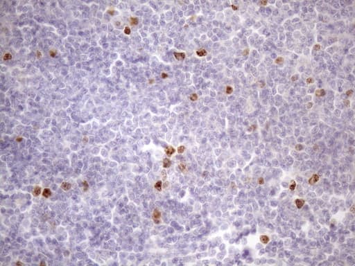 CDCA8 / Borealin Antibody (clone OTI4G3)