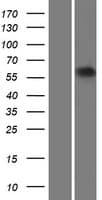 Human ARSE / Arylsulfatase E Protein (Over-Expression Lysate Myc-DDK (Flag))