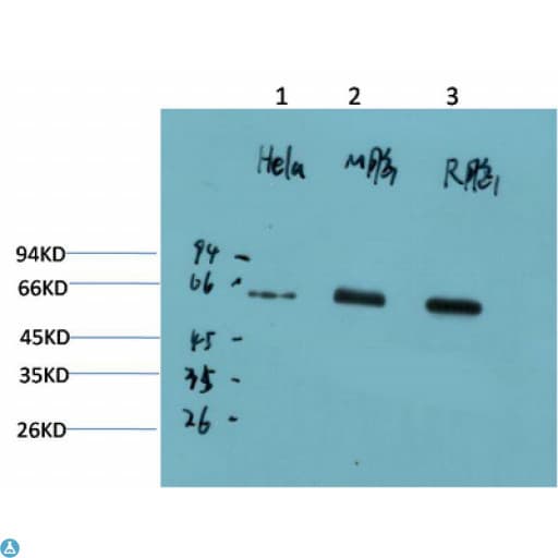 Monoclonal Mouse anti-Human PRKAA1 / AMPK Alpha 1 Antibody (IHC, WB)