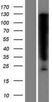 SERPINB6 / PI-6 Protein (Over-Expression Lysate Myc-DDK (Flag))