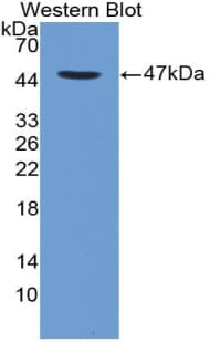 CD4 Antibody (aa27-394)