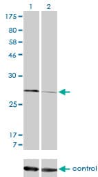 CAPNS1 / CAPN4 Antibody (clone 3C4)