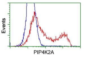 IHC-plus™ PIP4K2A / PIPK Antibody (clone 3D3)