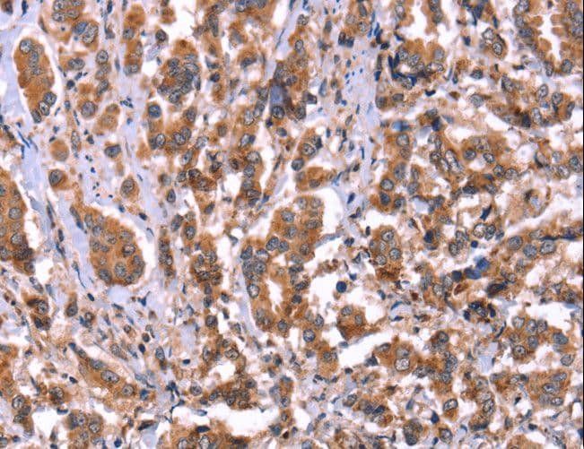 HRG Antibody