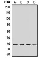 STOML2 Antibody