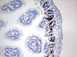 Monoclonal Mouse BrdU Antibody (clone 2B5, IHC, IF)