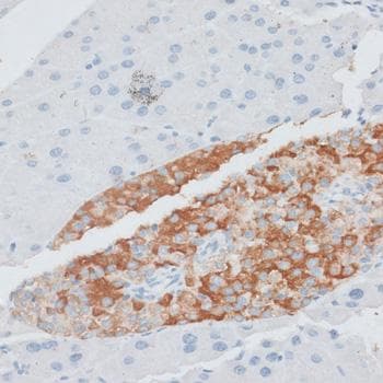 PAEP / Glycodelin / GdF Antibody