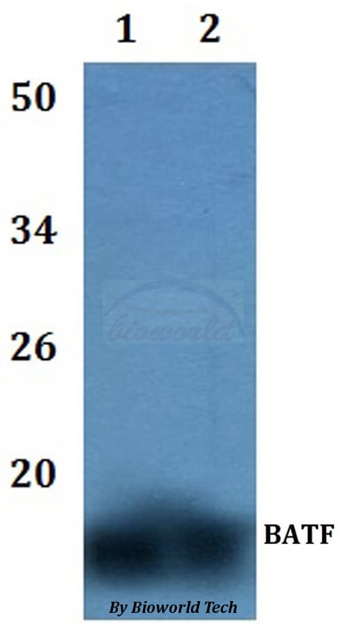 BATF Antibody