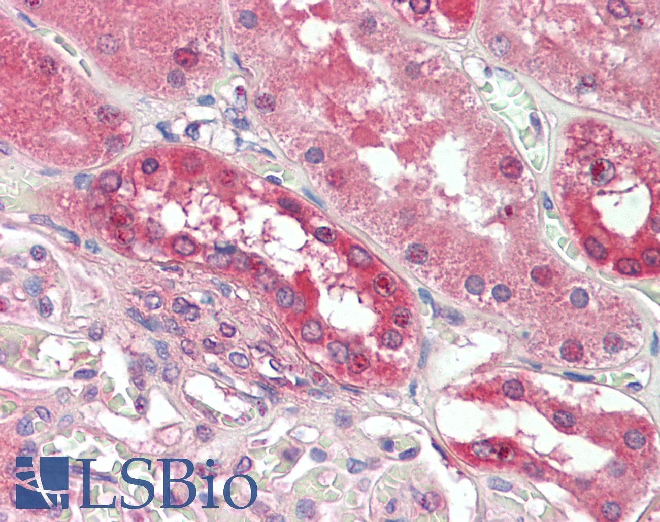 IHC-plus™ PDE1A Antibody (aa525-537)