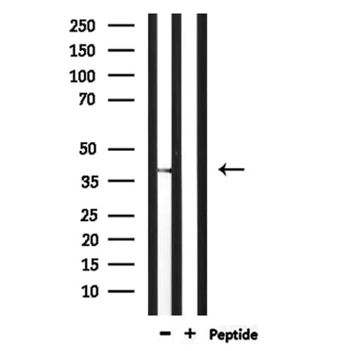TAAR6 Antibody