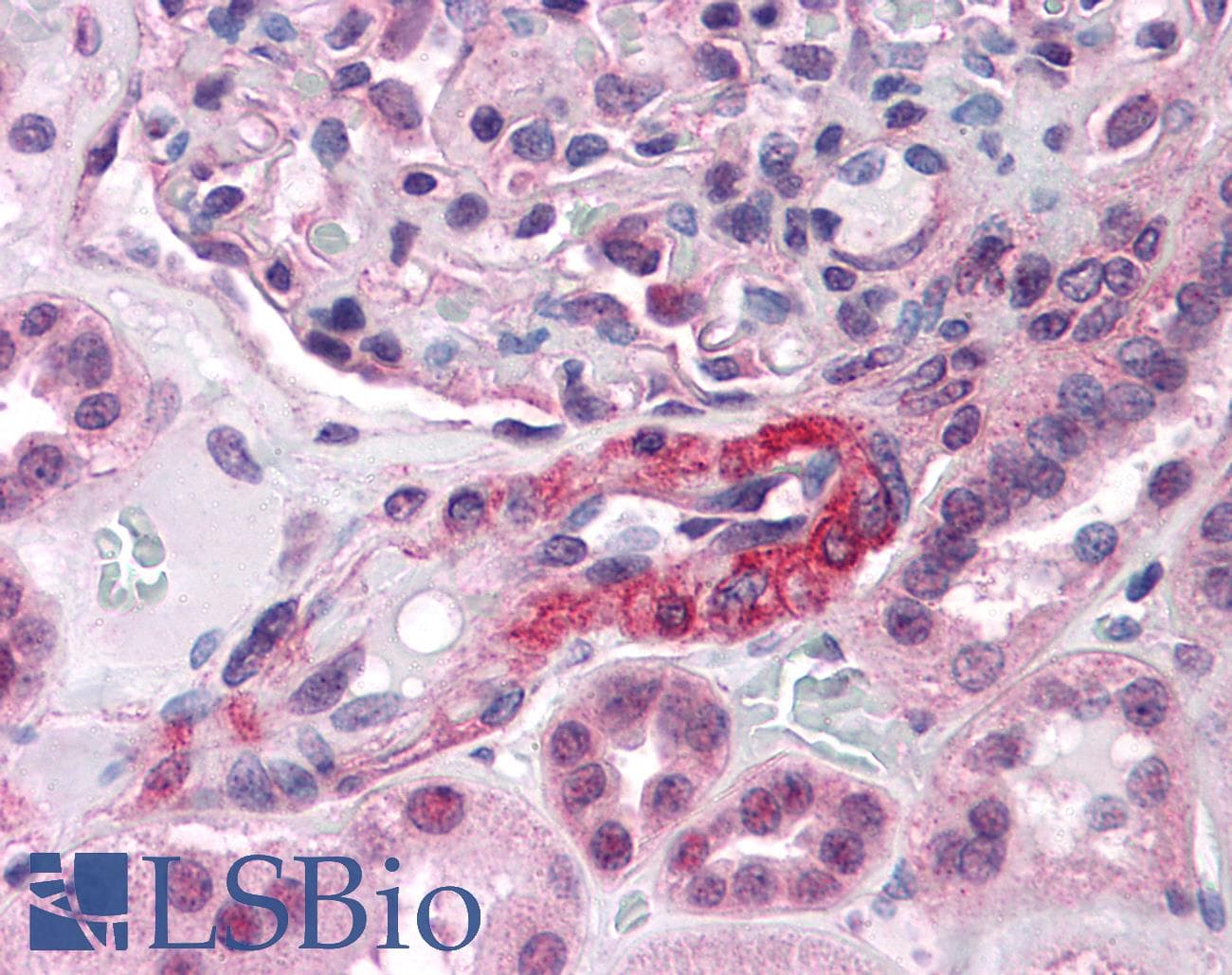 IHC-plus™ AGTR1 / AT1 Receptor Antibody